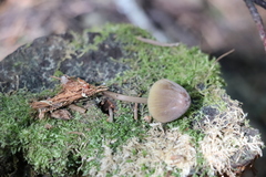 Mycena viridimarginata