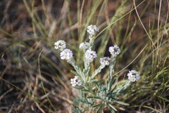 Ptilotrichum canescens