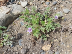 Erodium stephanianum