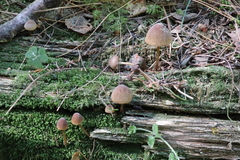 Mycena viridimarginata