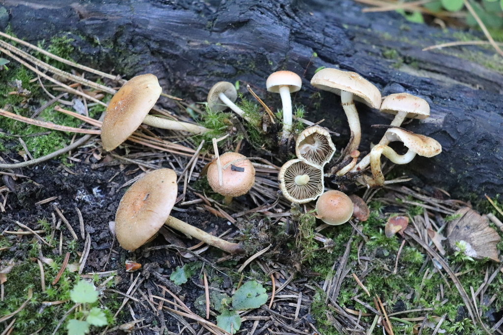 Pholiota sect. Spumosae