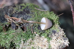 Mycena viridimarginata
