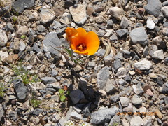 Calochortus kennedyi kennedyi