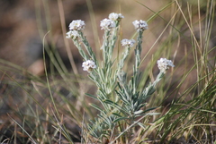 Ptilotrichum canescens