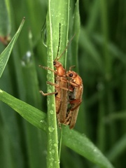 Cantharis rufa
