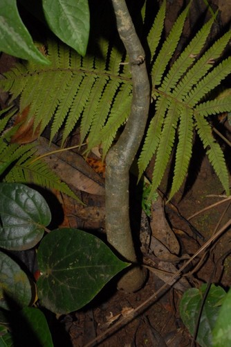 Adenia barthelatii