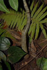Adenia barthelatii