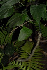 Adenia barthelatii