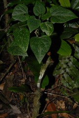 Adenia barthelatii