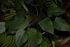 Adenia barthelatii