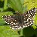 Two-banded Checkered-Skipper - Photo (c) Donna Pomeroy, some rights reserved (CC BY-NC), uploaded by Donna Pomeroy