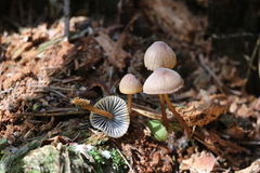 Mycena viridimarginata