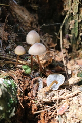Mycena viridimarginata