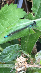 Ischnura elegans