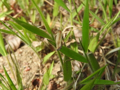 Eucosma umbrastriana