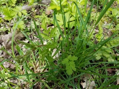 Geum vernum
