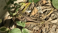 Phoenicolacerta laevis