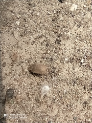 Sciocoris homalonotus