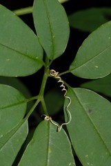Deidamia bipinnata