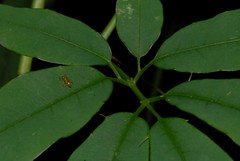 Deidamia bipinnata