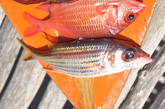 Sargocentron caudimaculatum