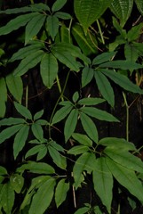 Deidamia bipinnata
