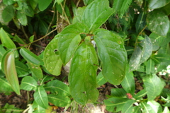 Drymonia macrophylla