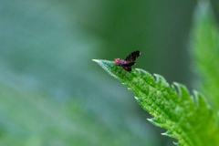 Trypetisoma sticticum