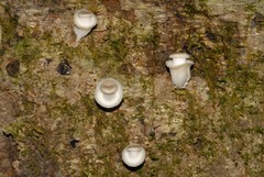 Fungi