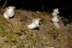 Fungi