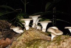 Fungi