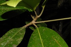 Labramia mayottensis