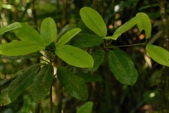 Labramia mayottensis