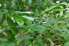 Heliconius pachinus image