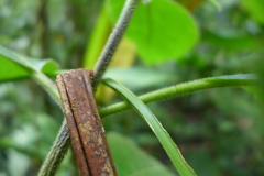 Passiflora costaricensis