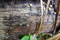 Lycogala epidendrum