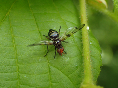Otites porcus
