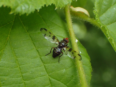 Otites porcus