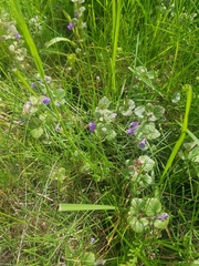 Glechoma hederacea