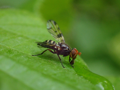 Otites porcus