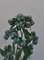 Origanum