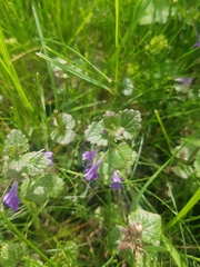 Glechoma hederacea