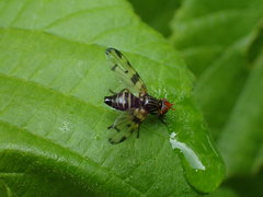 Otites porcus