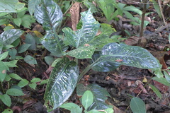 Dieffenbachia concinna