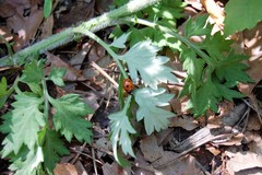 Coccinella septempunctata
