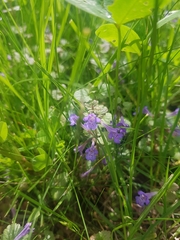 Glechoma hederacea