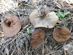 Discinaceae