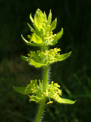 Cruciata laevipes