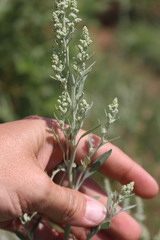 Chenopodium desiccatum leptophylloides