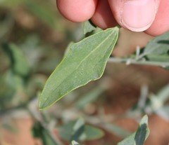 Chenopodium desiccatum leptophylloides